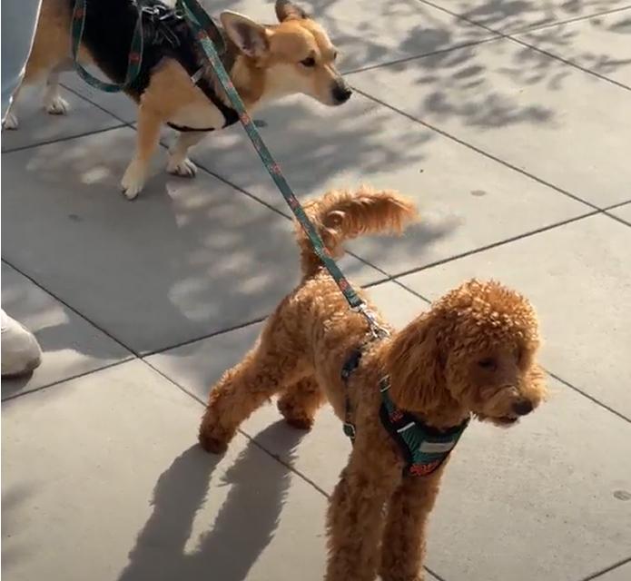 Spacery z psim behawiorystą